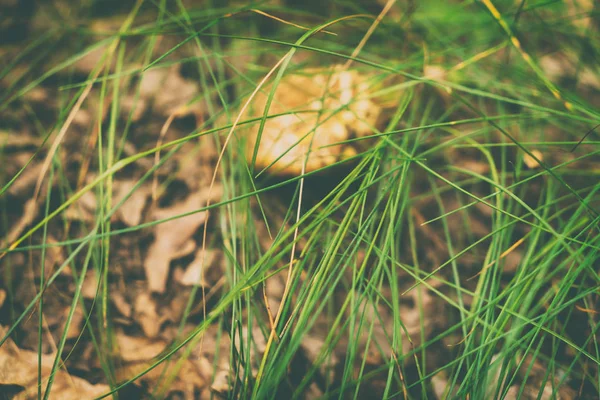 森林里的蘑菇插枝 — 图库照片