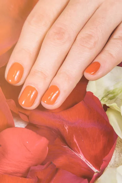 Hands with red nails on rose petals — Stock Photo, Image