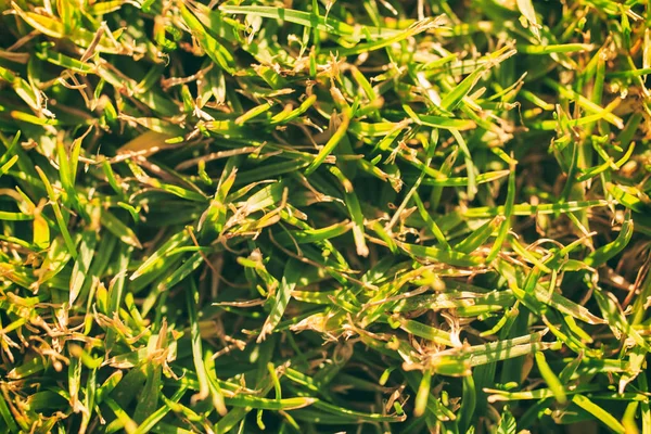 Green grass close — Stock Photo, Image