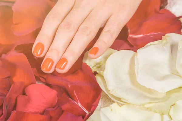Hände mit roten Nägeln auf Rosenblättern — Stockfoto