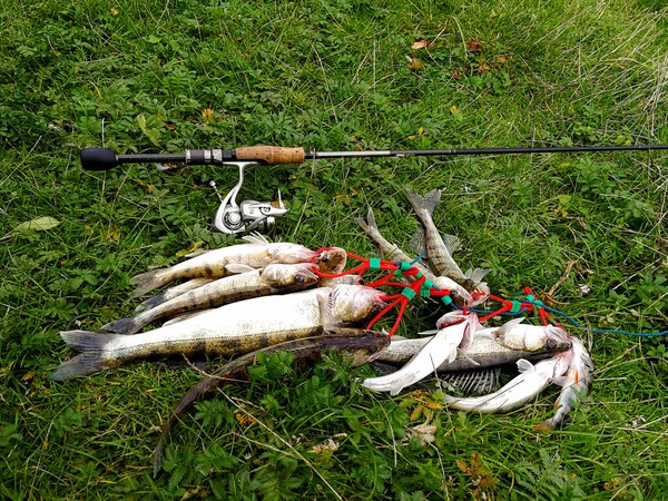 Fisch und eine Rute auf dem Gras — Stockfoto