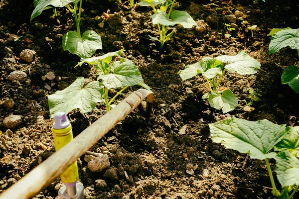 Cultivo de verduras, cuidado das camas — Fotografia de Stock