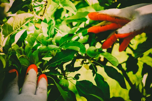 Cortejando el jardín y el huerto — Foto de Stock