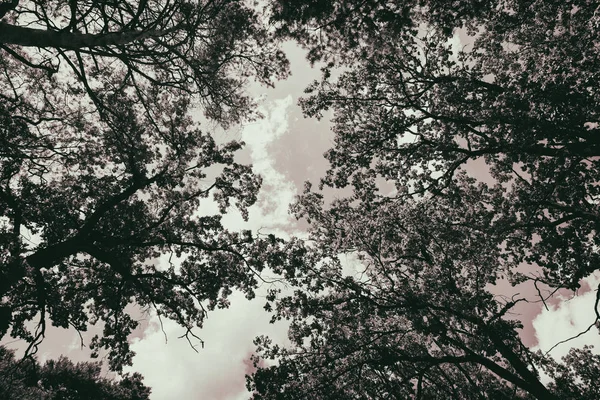 Hermosa naturaleza parque — Foto de Stock