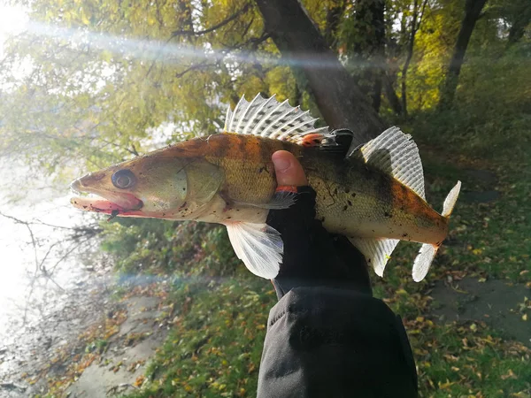 Рыбалка Zander — стоковое фото