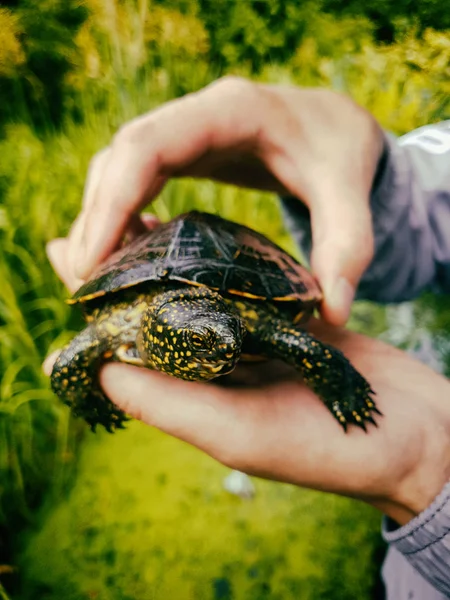 Marsh schildpad uit handen — Stockfoto