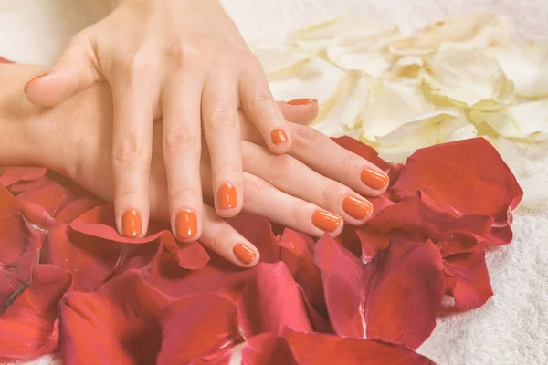 Hands with red nails on rose petals — Stock Photo, Image