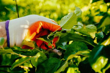 Bahçe Kur ve Sebze Bahçesi