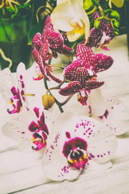 Ahşap beyaz zemin üzerine güzel çiçekler