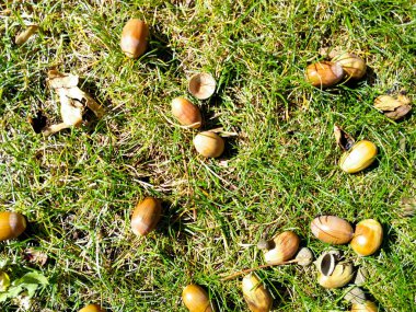 çim üzerinde meşe palamudu