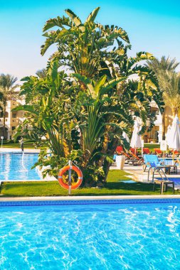 Açık havuzda tropikal bitki