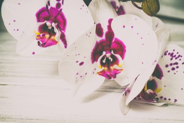 Ahşap arka plan üzerinde orkide
