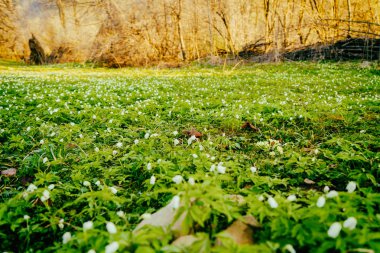 Şık nehir ve dağ manzarası
