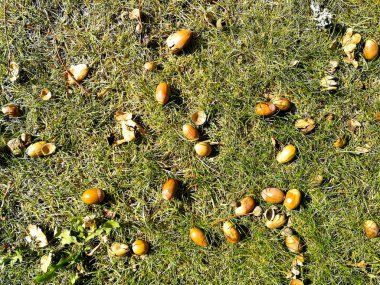 çim üzerinde meşe palamudu