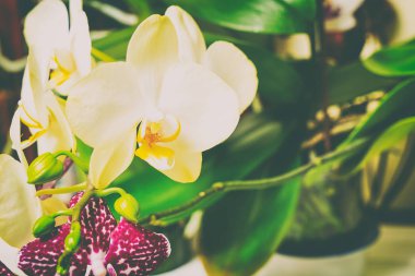 Ahşap beyaz zemin üzerine güzel çiçekler