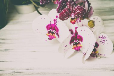 Ahşap arka plan üzerinde orkide