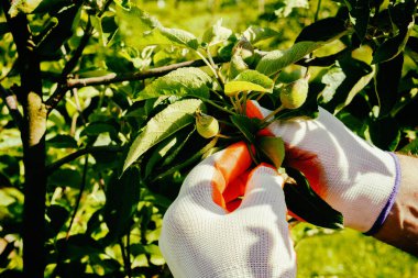 Bahçe ve Bahçe bakımı