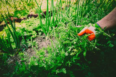 Yataklar çok Sebze tarımı