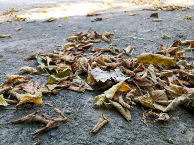asfalt üzerinde kuru yapraklar
