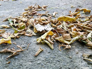 asfalt üzerinde kuru yapraklar