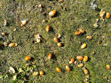 çim üzerinde meşe palamudu