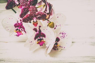 Ahşap arka plan üzerinde orkide