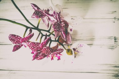 Ahşap beyaz zemin üzerine güzel çiçekler