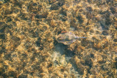 berrak suda küçük vatoz