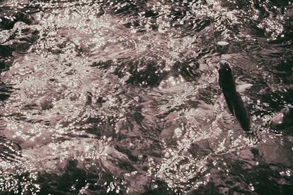 Lov pstruhů v horské řece — Stock fotografie