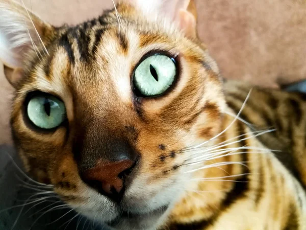 Große Bengalkatze mit hellgrünen Augen — Stockfoto