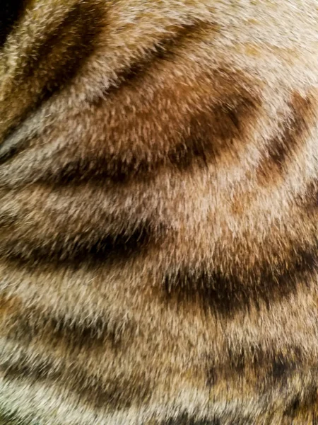 Haare einer Bengalkatze — Stockfoto