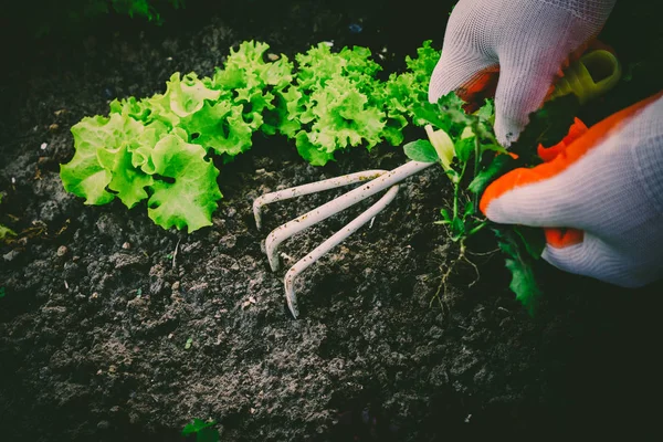 Berkebun, menanam rumput liar. Berkebun . — Stok Foto