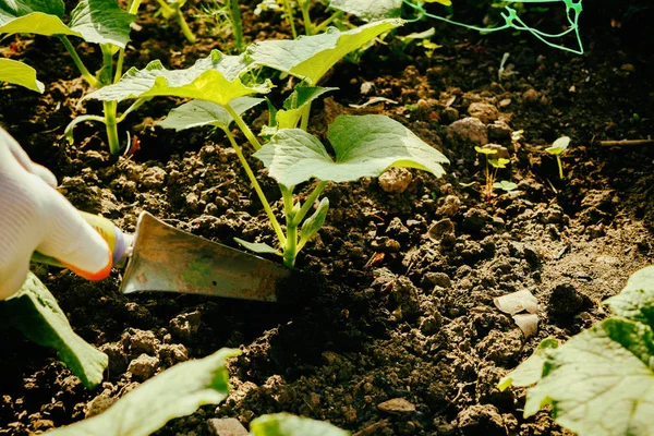 Pěstování zeleniny na zahradě — Stock fotografie