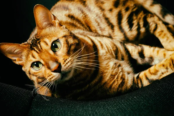 Stock image Bengal cat playing on the armchair