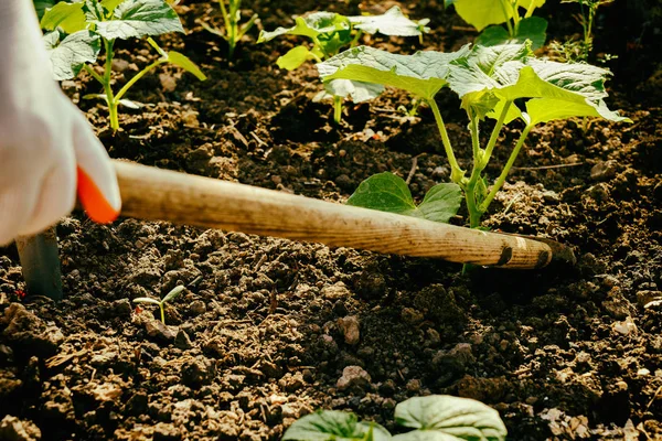 Cultivar legumes no jardim — Fotografia de Stock