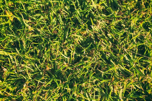 Background of green grass — Stock Photo, Image