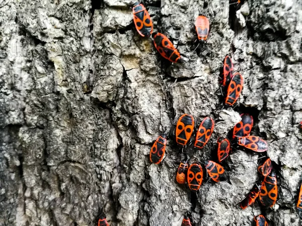 木の樹皮の赤いカブトムシ — ストック写真