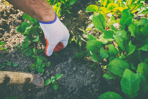 Pflege und Pflege für Garten und Gemüse — Stockfoto