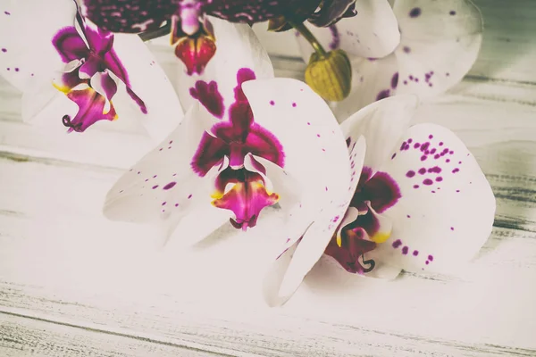 Orchideeën op een houten achtergrond — Stockfoto
