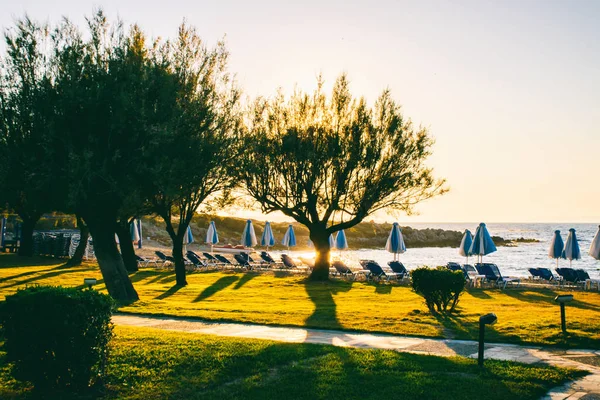 Alberi esotici nel resort al tramonto — Foto Stock