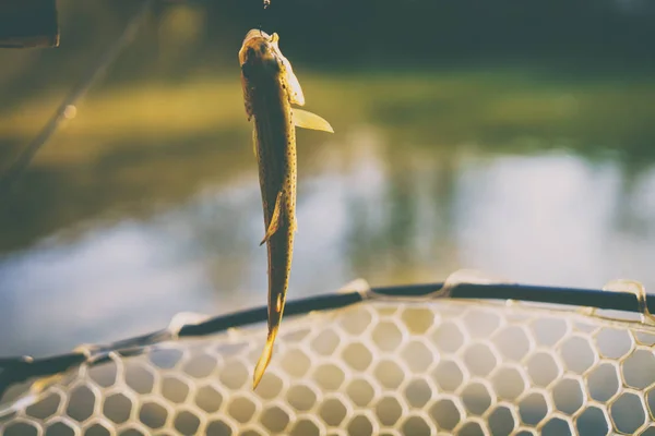 Trout caught by a fisherman — Stock Photo, Image