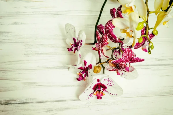 Vackra blommor på en trä vit bakgrund — Stockfoto