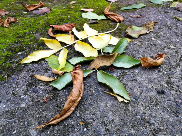 Мох з сухим листям — стокове фото