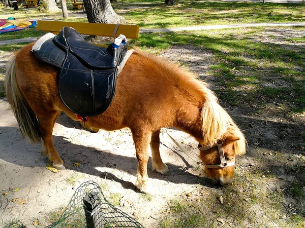 Pony na trávníku v létě — Stock fotografie