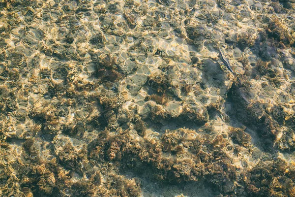Каміння у чистій воді та рибі — стокове фото