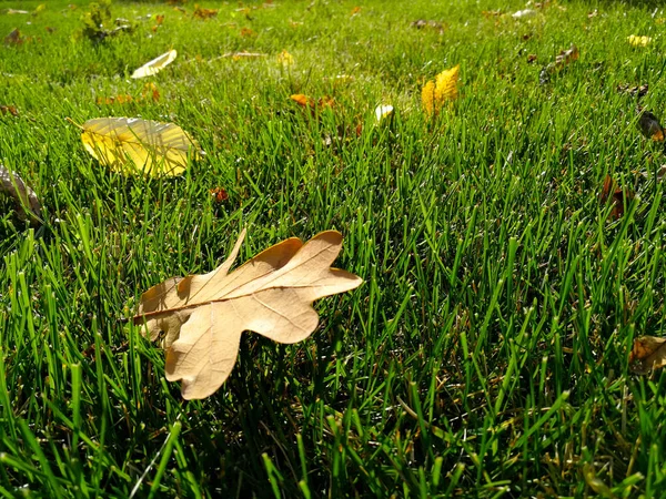 Folhas secas na grama verde — Fotografia de Stock