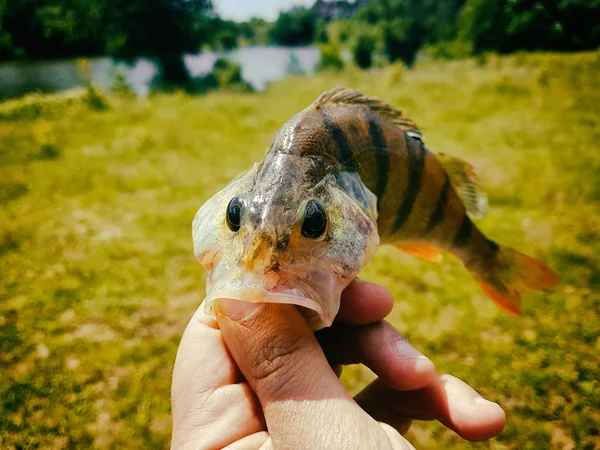 Poisson pris dans la main d'un pêcheur — Photo