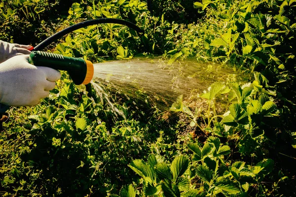Gartenbewässerung — Stockfoto