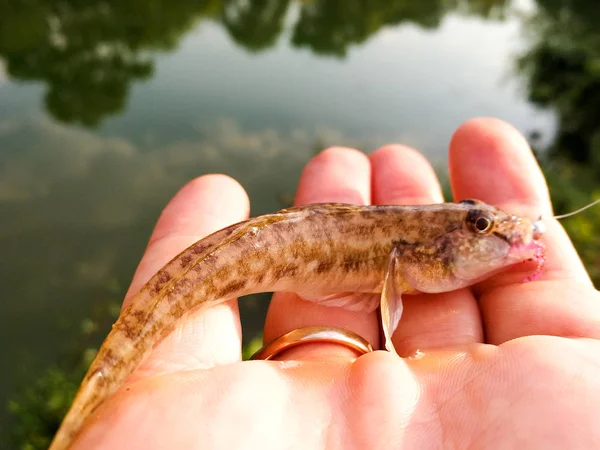 Caught fish in a hand on a lake — Stock Photo, Image