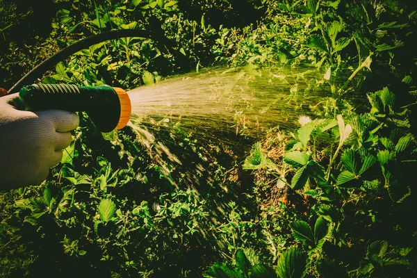 Gartenbewässerung — Stockfoto